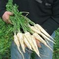 Características del cultivo y cuidado del perejil de raíz en campo abierto.