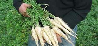 Características del cultivo y cuidado del perejil de raíz en campo abierto.