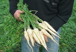 Características del cultivo y cuidado del perejil de raíz en campo abierto.