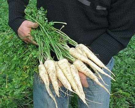 Características del cultivo y cuidado del perejil de raíz en campo abierto.