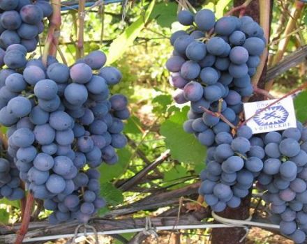 Descripción de las uvas Denisovsky, reglas de plantación y cuidado.