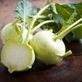 การปลูกและดูแลกะหล่ำปลี Kohlrabi ในทุ่งโล่ง