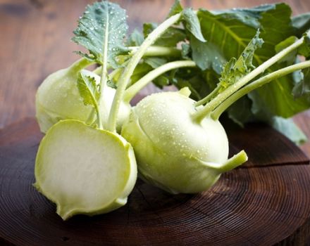 Kohlrabi kāpostu audzēšana un kopšana atklātā laukā