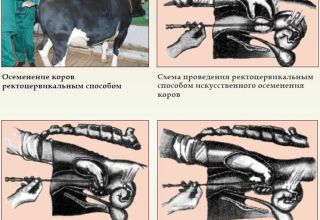 Opis visocervikalne metode oplodnje krava, instrumenata i shema