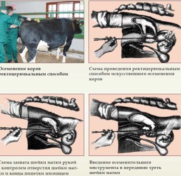 Beschrijving van de visocervicale methode van inseminatie van koeien, instrumenten en schema