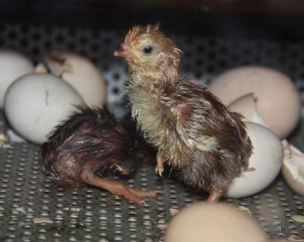 Ang temperatura at halumigmig para sa pagpapapisa ng itlog ng manok sa bahay