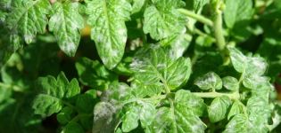 Description des maladies de la tomate et de leur traitement