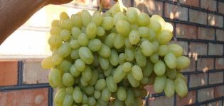 Descripción de las uvas Heliodor, reglas de plantación y cuidado.