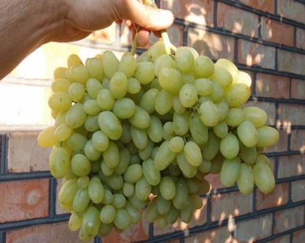 Descripción de las uvas Heliodor, reglas de plantación y cuidado.