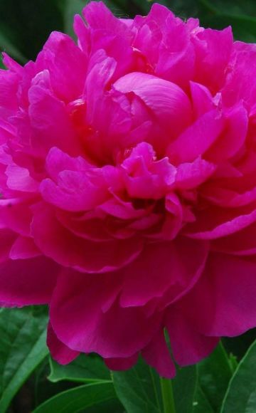 The best varieties of herbaceous peonies, planting and care in the open field