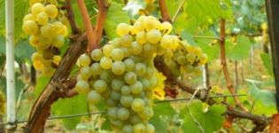 Description of Solaris fruit grapes and its characteristics, pros and cons