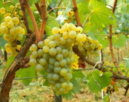 Description of Solaris fruit grapes and its characteristics, pros and cons