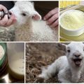 How to properly breed lamb milk powder, proportions and producers