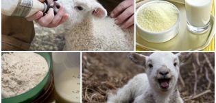 How to properly breed lamb milk powder, proportions and producers