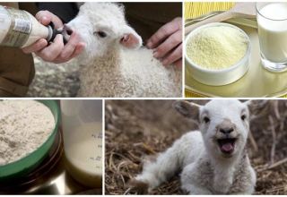 Cómo criar adecuadamente la leche de cordero en polvo, proporciones y productores.