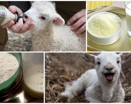 Cómo criar adecuadamente la leche de cordero en polvo, proporciones y productores.