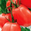 Descripción de la variedad de tomate Cadet, sus características y recomendaciones para su cultivo.