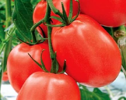 Descripción de la variedad de tomate Cadet, sus características y recomendaciones para su cultivo.