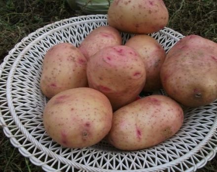 Description of the potato variety Bullfinch, features of cultivation and care