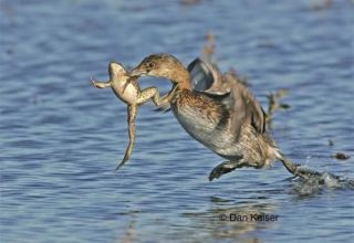 Do wild ducks eat frogs and can they be given to poultry, the pros and cons