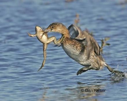 Do wild ducks eat frogs and can they be given to poultry, the pros and cons