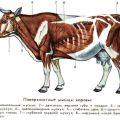 Anatomie de la structure du squelette d'une vache, noms des os et des organes internes