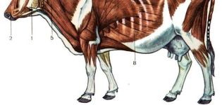 Anatomía de la estructura del esqueleto de una vaca, nombres de huesos y órganos internos.