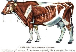 Anatomía de la estructura del esqueleto de una vaca, nombres de huesos y órganos internos.