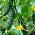 Characteristics and description of varieties of cucumbers Artist F1 and Anzor F1