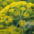 Description des meilleures variétés (graines) d'aneth, à cultiver sur des verts en plein champ