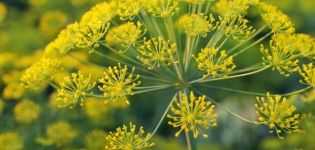 Descripción de las mejores variedades (semillas) de eneldo, para cultivar en hojas verdes en campo abierto.