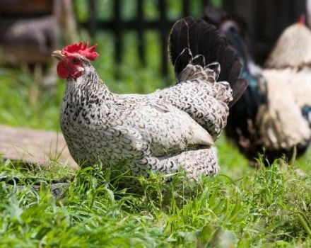 Description and maintenance of chickens of the Borkovskaya barvy breed, care and breeding