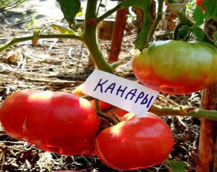 Description de la variété de tomate des Canaries, culture et caractéristiques