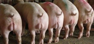 Pourquoi avez-vous besoin et quand faire la castration des porcs, faites-le vous-même technique