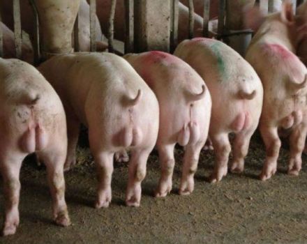 Pourquoi avez-vous besoin et quand faire la castration des porcs, faites-le vous-même technique