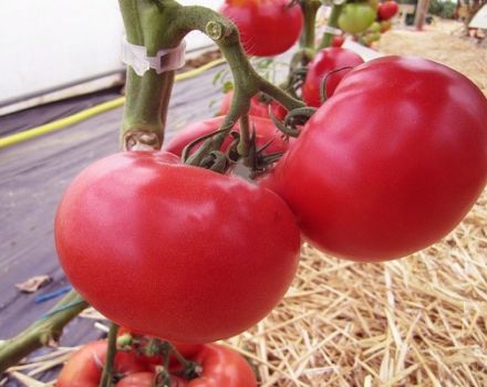 Description de la variété de tomate Afen, sa culture et ses soins