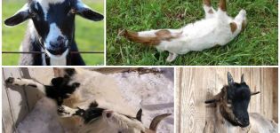 Penerangan mengenai baka kambing yang jatuh ketika ketakutan dan sebab-sebab pingsannya ketika ketakutan