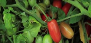 Características de la variedad de tomate Briskolino, especialmente el cultivo y cuidado del cultivo