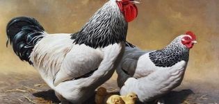 Description des poulets Sussex, règles d'élevage et d'alimentation