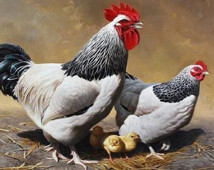 Description of Sussex chickens, rules of keeping and feeding