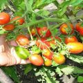 Description de la variété de tomate Sucre prune framboise, ses soins