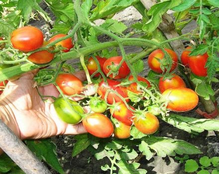 Paglalarawan ng iba't ibang kamatis na Sugar plum raspberry, ang pangangalaga nito