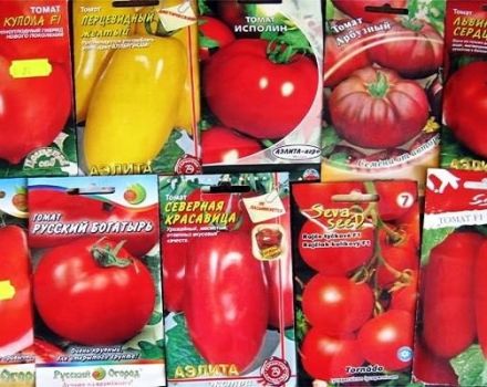 The best varieties of Dutch tomato seeds for greenhouses and open field