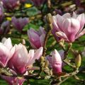 Description des variétés de magnolia Sulange, méthodes de plantation et d'entretien, taille et préparation pour l'hiver