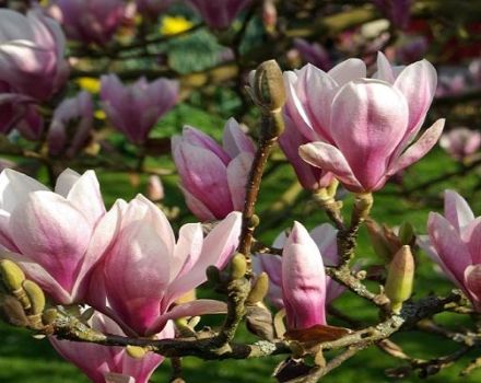 Magnolijas šķirņu Sulange apraksts, stādīšanas un kopšanas metodes, atzarošana un sagatavošana ziemai