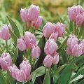 Het planten en verzorgen van bush-tulpen, kenmerken van landbouwtechnologie voor verschillende variëteiten