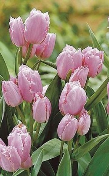 Planting and caring for bush tulips, features of agricultural technology for different varieties