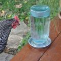 Types and installation of drinking bowls for chickens, how to do it yourself