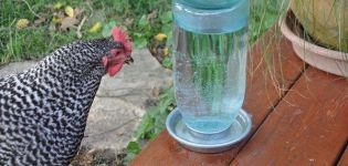 Types et installation de bols à boire pour poulets, comment le faire vous-même