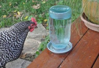 Types and installation of drinking bowls for chickens, how to do it yourself